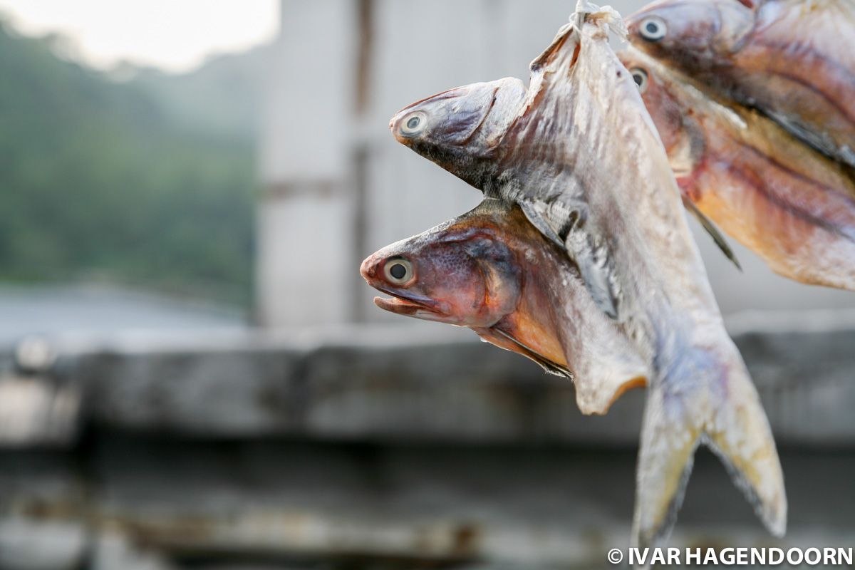 Drying Fish In Tai O