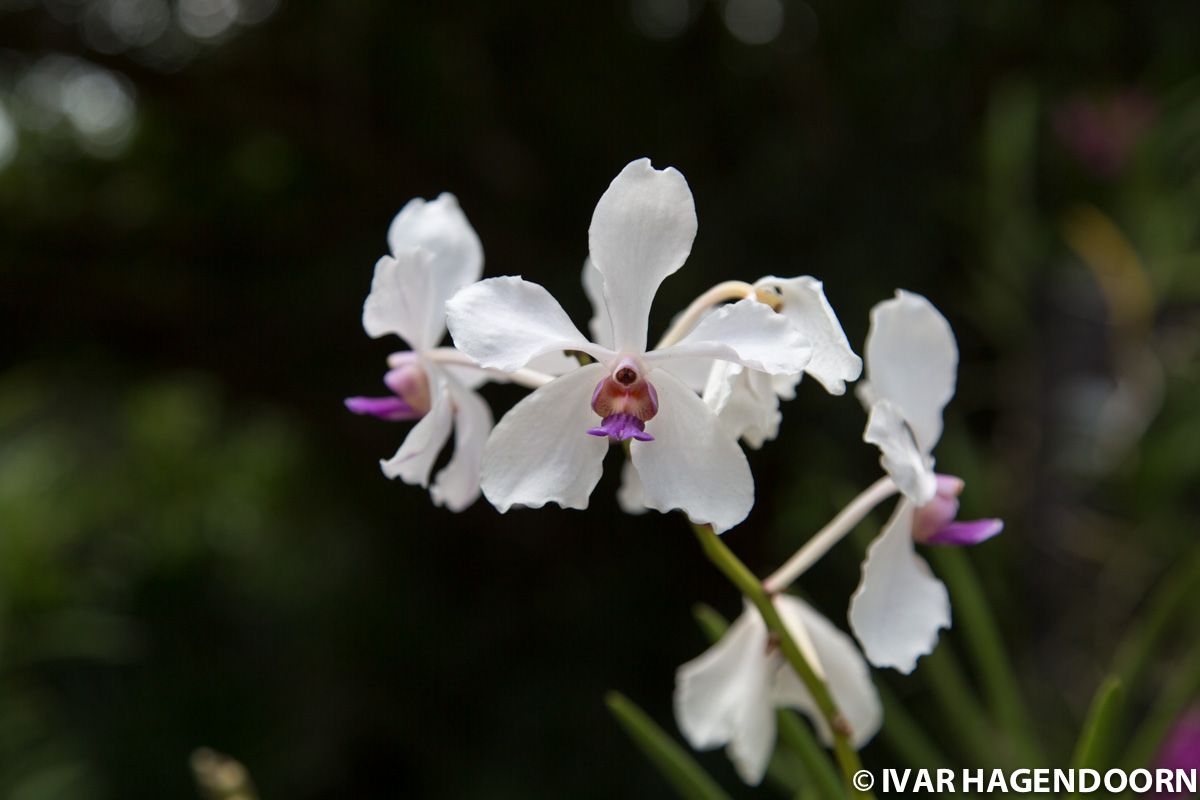 Orchid, Botanical garden, Singapore