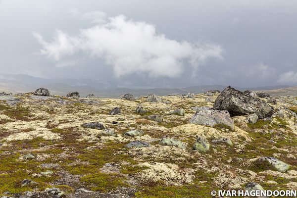 Hardangervidda National Park