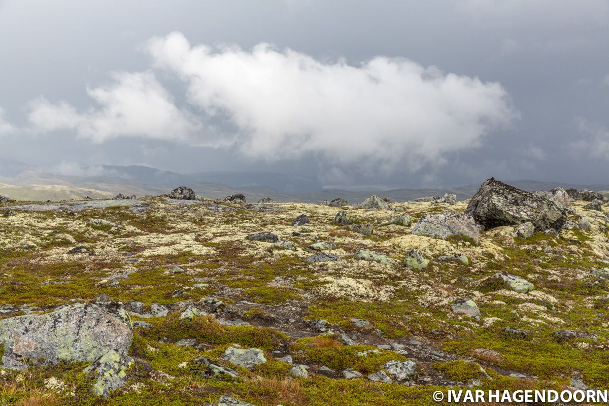 Hardangervidda National Park