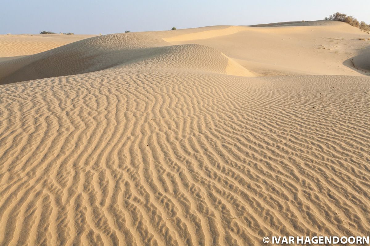 Thar Desert