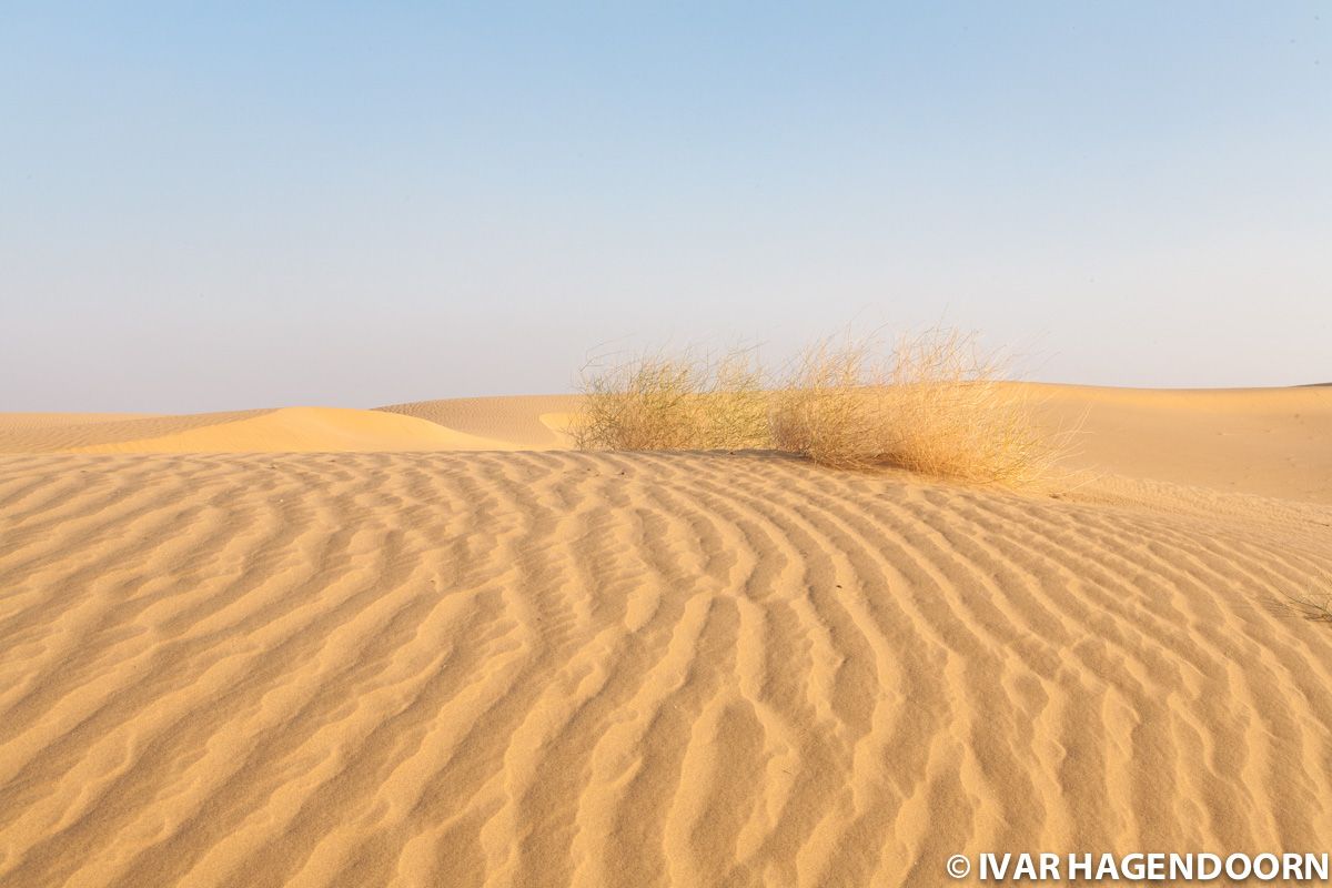 Thar Desert