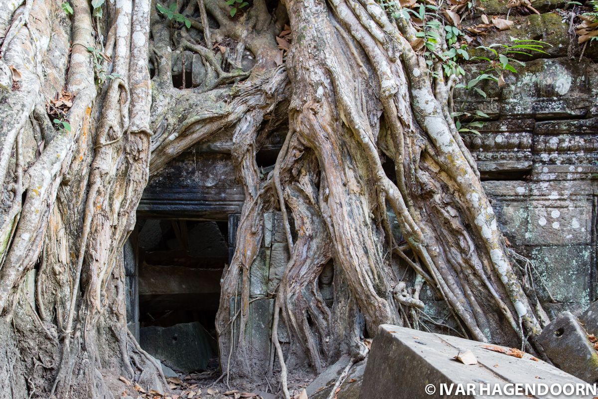 Ta Prohm