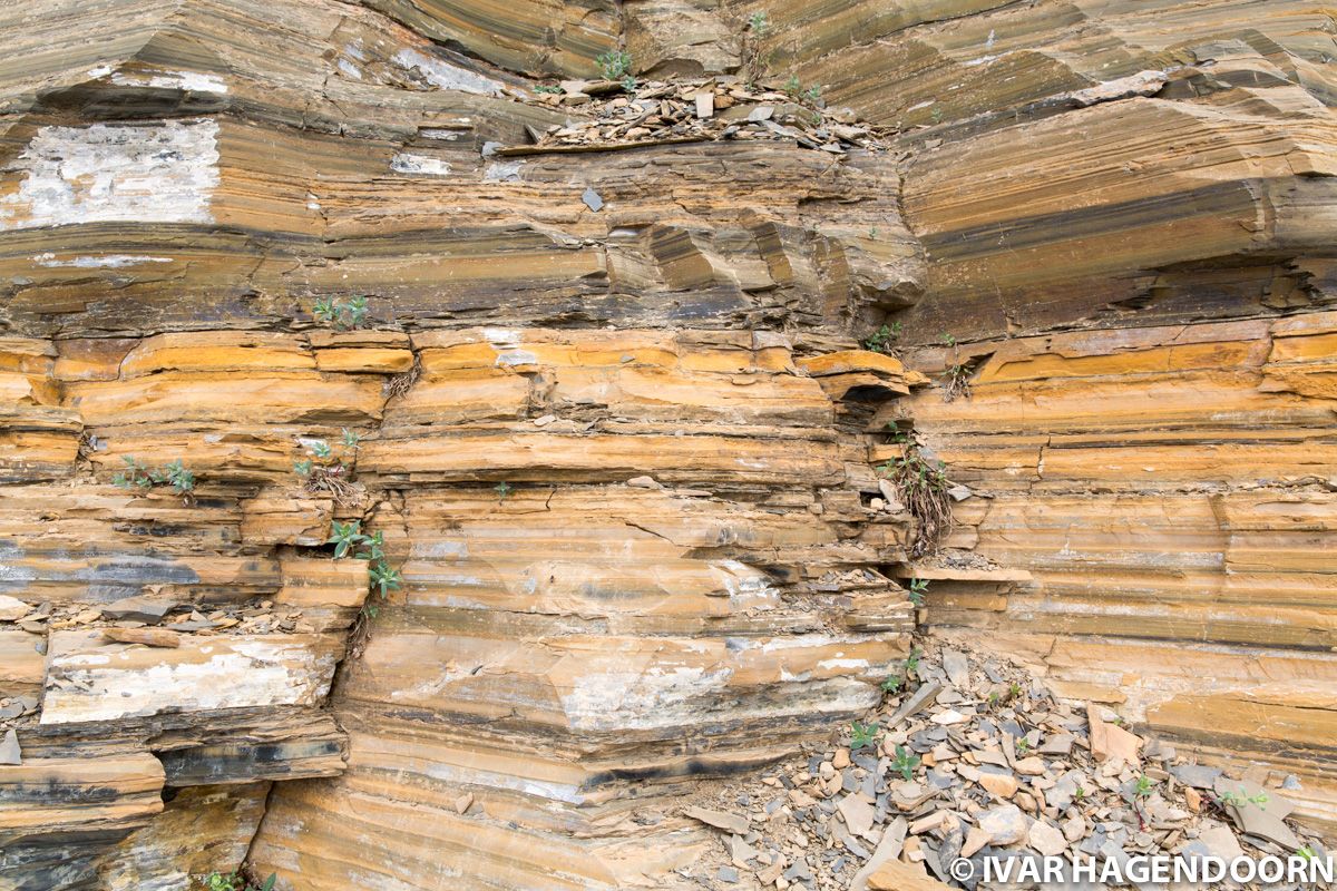 Walcott Quarry Burgess Shale