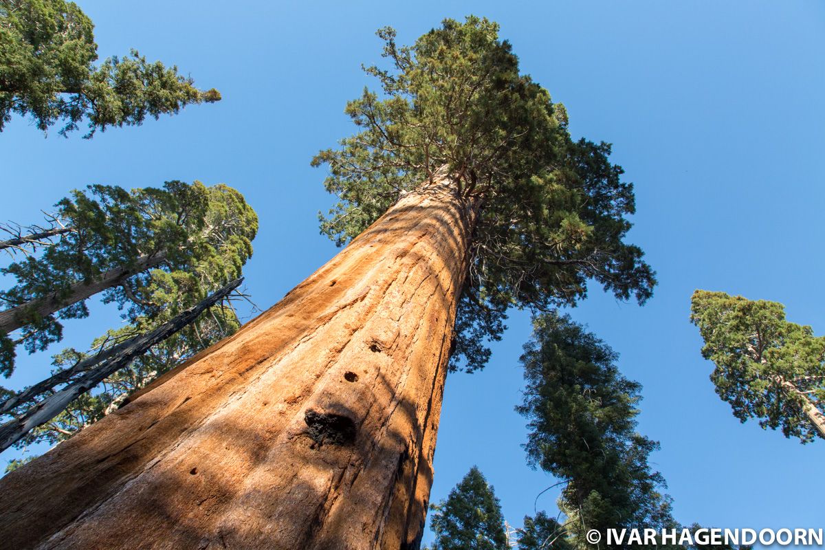 Mighty sequoias in Kings Canyon National Park