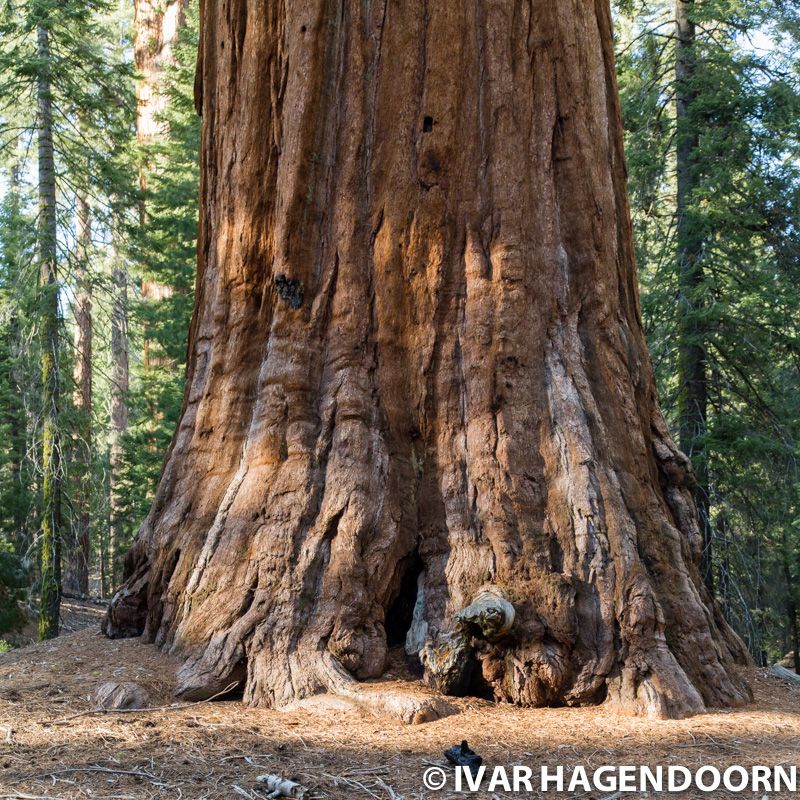 A mighty sequoia in Kings Canyon National Park