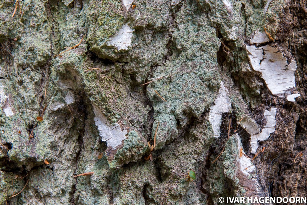 Bark of an old birch