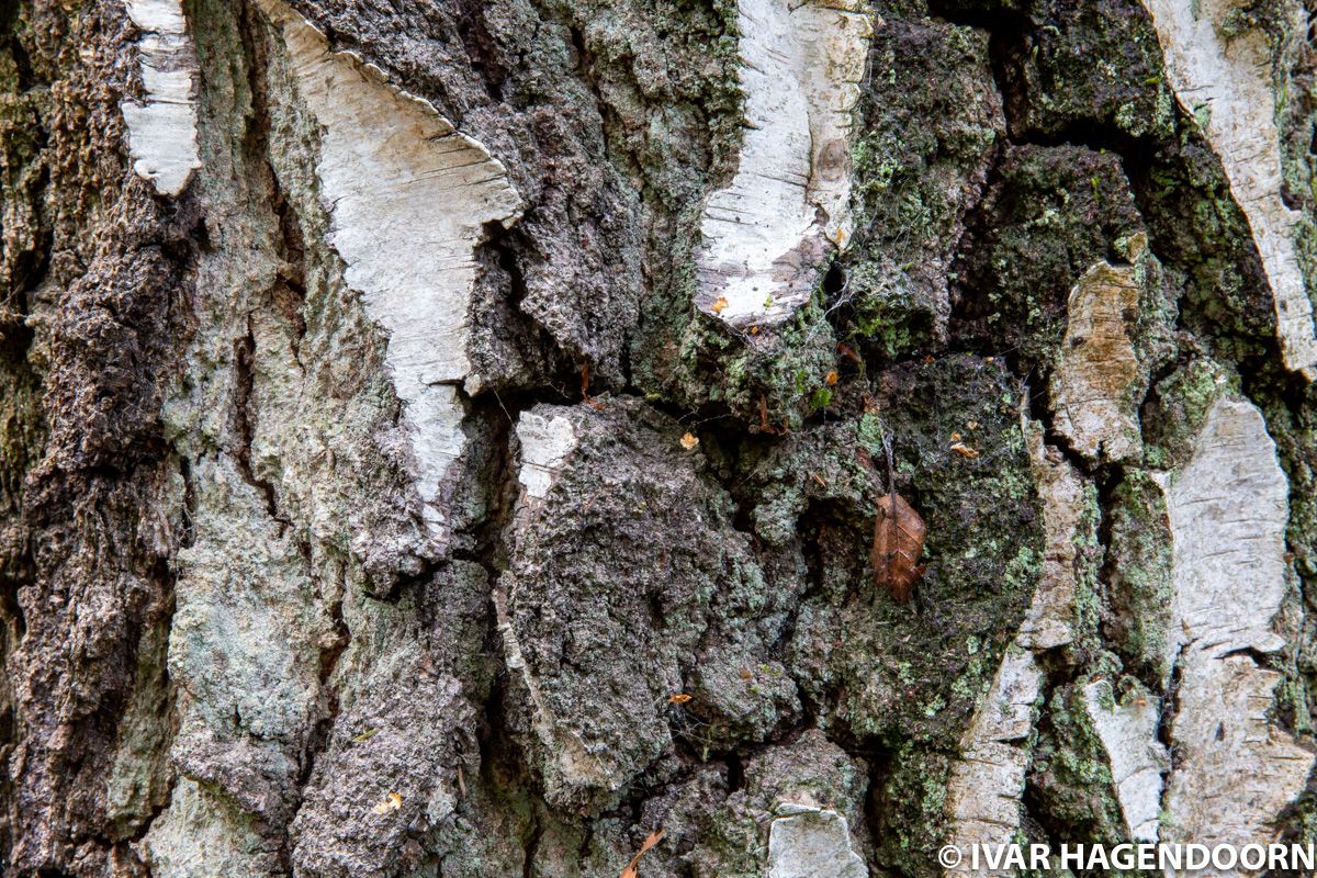 Bark of an old birch